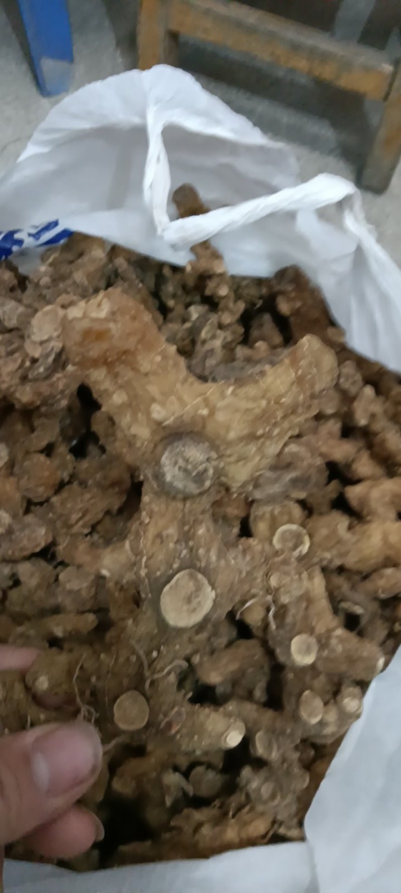 野生多花甜黄精