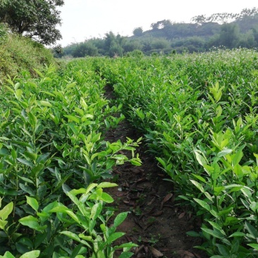 推荐茂名化州柠檬苗现挖现发大量现货质优价廉可谈