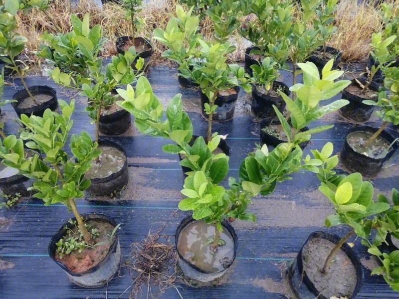 推荐茂名化州柠檬苗现挖现发大量现货质优价廉可谈