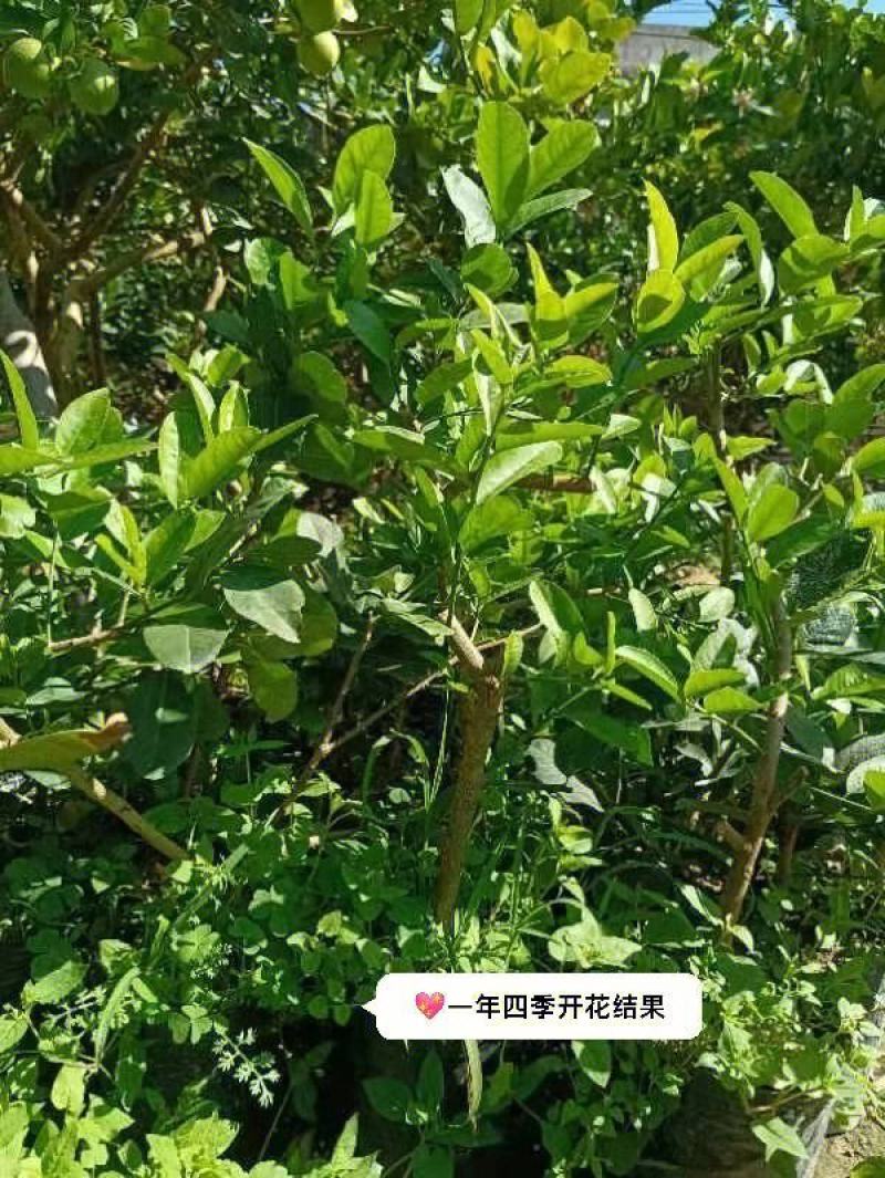 推荐茂名化州柠檬苗现挖现发大量现货质优价廉可谈