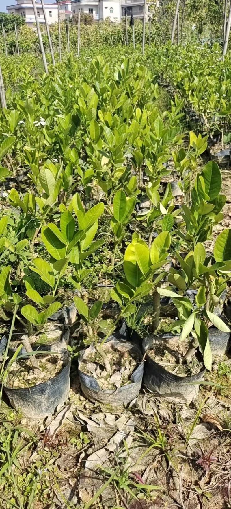 推荐茂名化州柠檬苗现挖现发大量现货质优价廉可谈