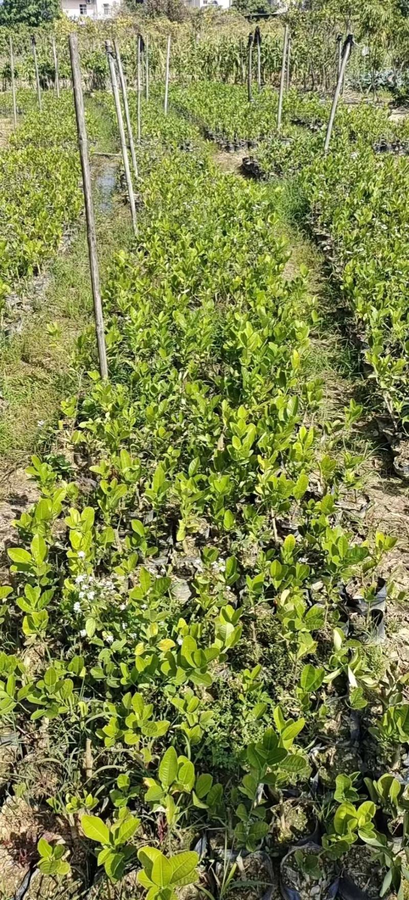 推荐茂名化州柠檬苗现挖现发大量现货质优价廉可谈