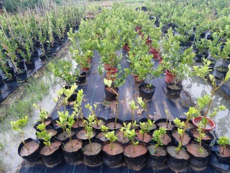 推荐茂名化州柠檬苗现挖现发大量现货质优价廉可谈