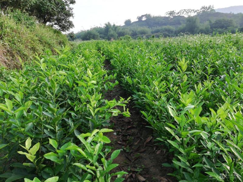 推荐茂名化州柠檬苗现挖现发大量现货质优价廉可谈