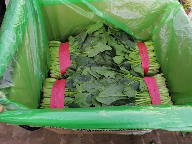 山东菏泽精品四季小葱产地直供货源充足欢迎采购