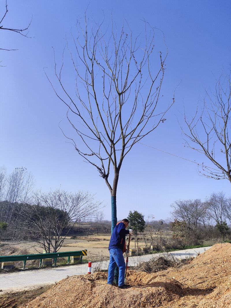 18公分朴树