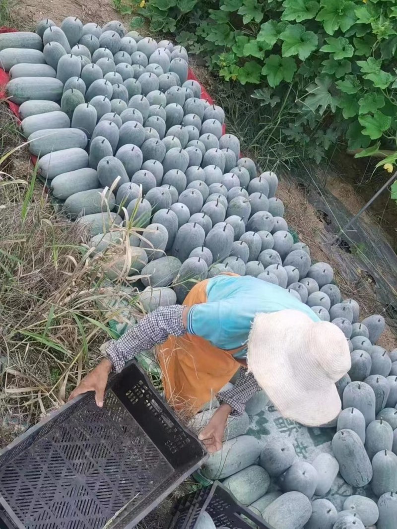 云南吊冬瓜，水果冬瓜，小冬瓜，白粉冬瓜。货源充足，量大。