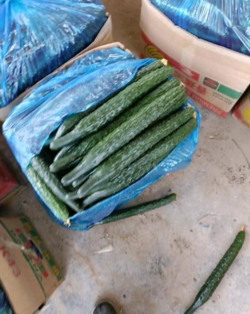 河南夏邑县密刺黑亮青瓤黄瓜，欢迎新老客户联系。