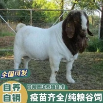 波尔山羊小羊羔怀孕母羊种公羊