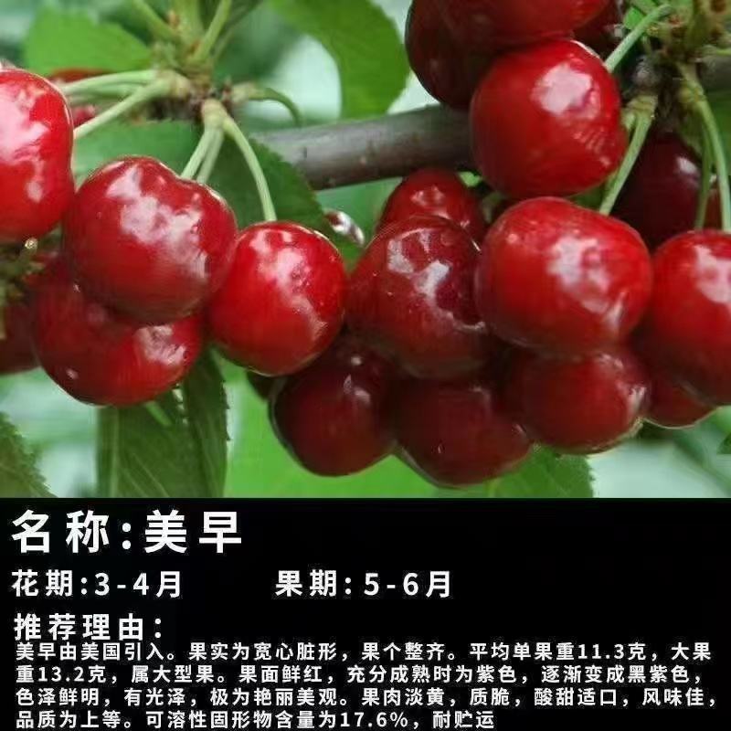 智利车厘子樱桃苗，嫁接樱桃树苗品种保证，包成活，包邮
