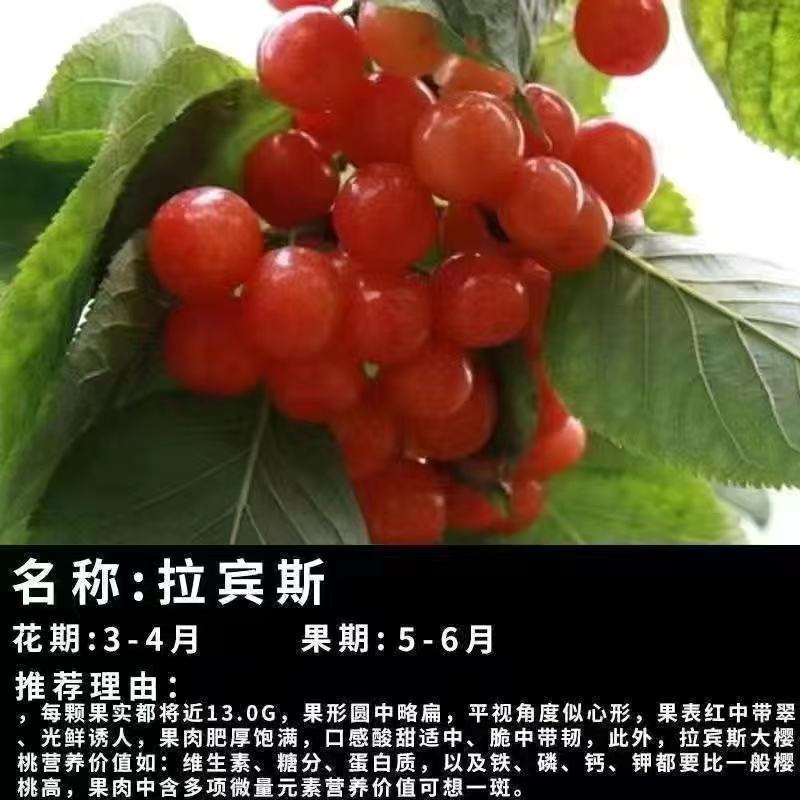 智利车厘子樱桃苗，嫁接樱桃树苗品种保证，包成活，包邮