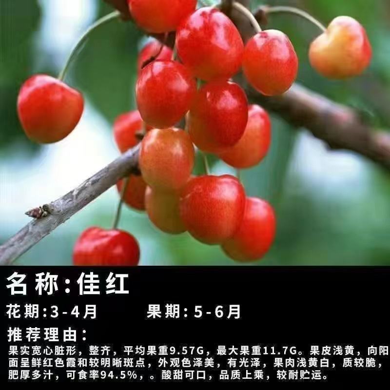 智利车厘子樱桃苗，嫁接樱桃树苗品种保证，包成活，包邮