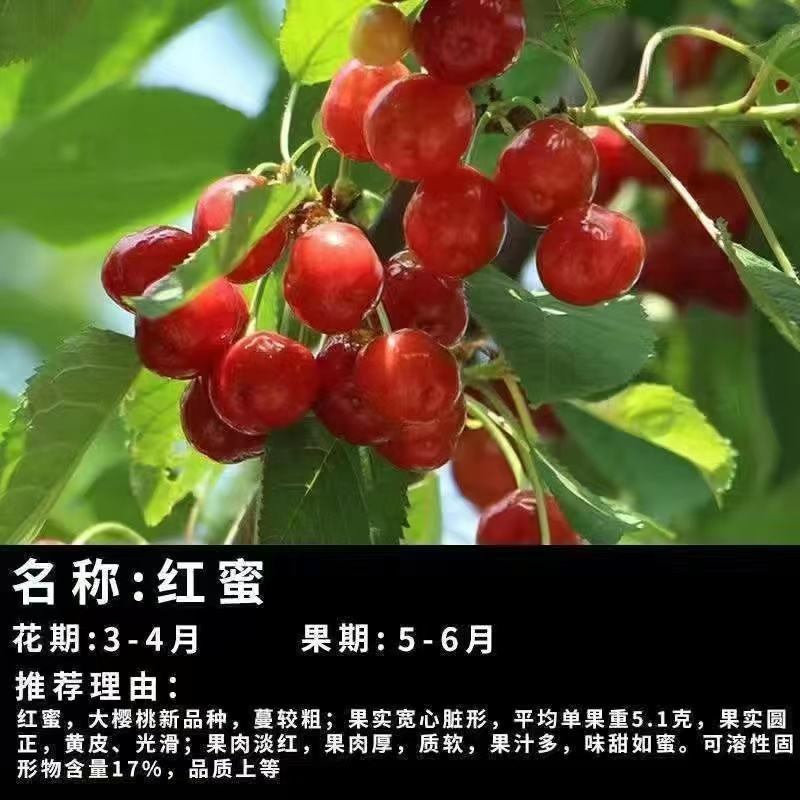 智利车厘子樱桃苗，嫁接樱桃树苗品种保证，包成活，包邮