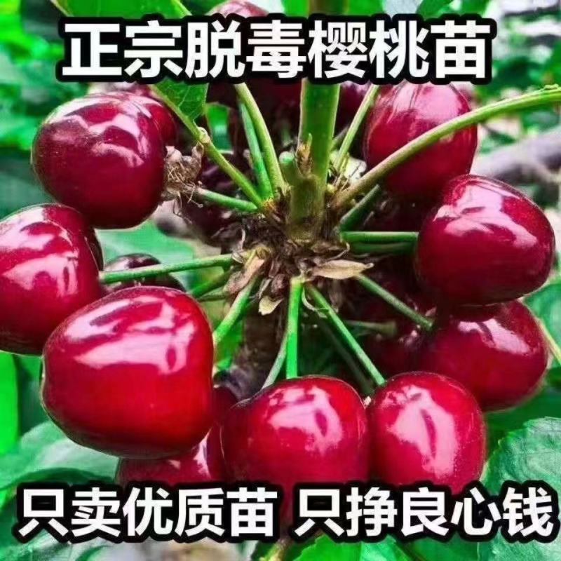智利车厘子樱桃苗，嫁接樱桃树苗品种保证，包成活，包邮