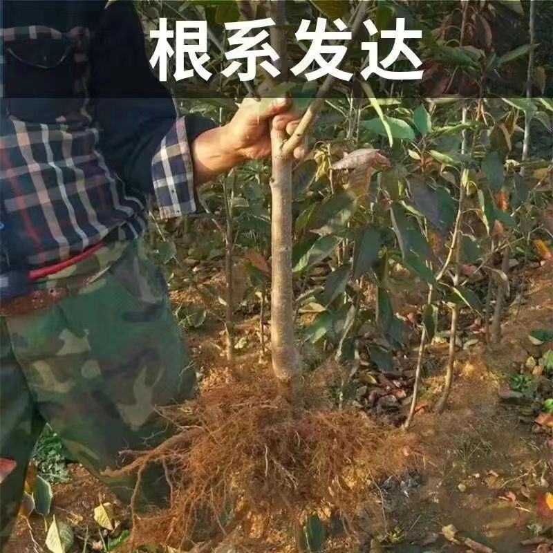 智利车厘子樱桃苗，嫁接樱桃树苗品种保证，包成活，包邮