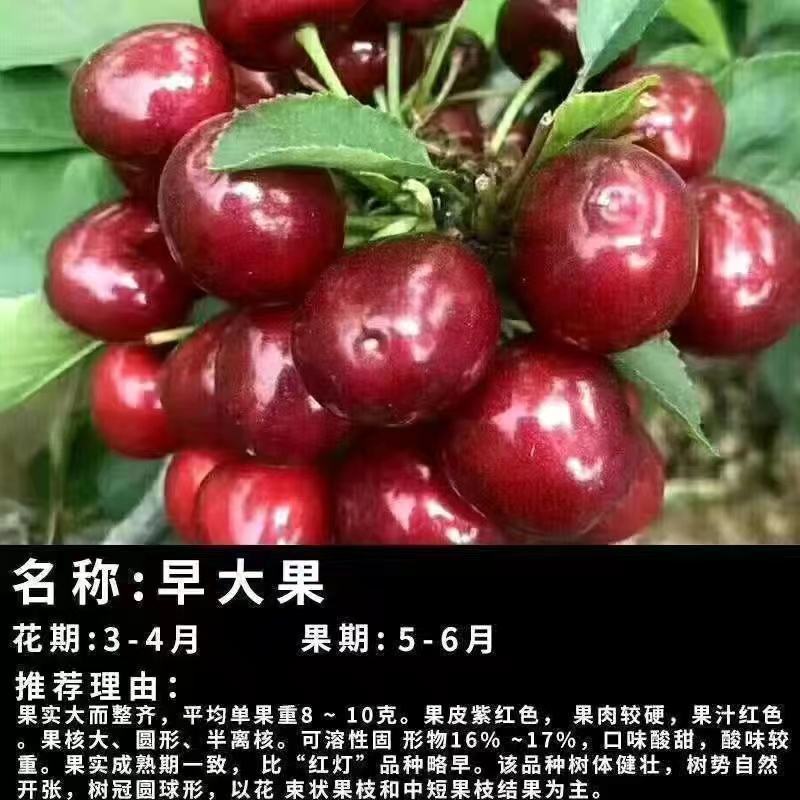 智利车厘子樱桃苗，嫁接樱桃树苗品种保证，包成活，包邮