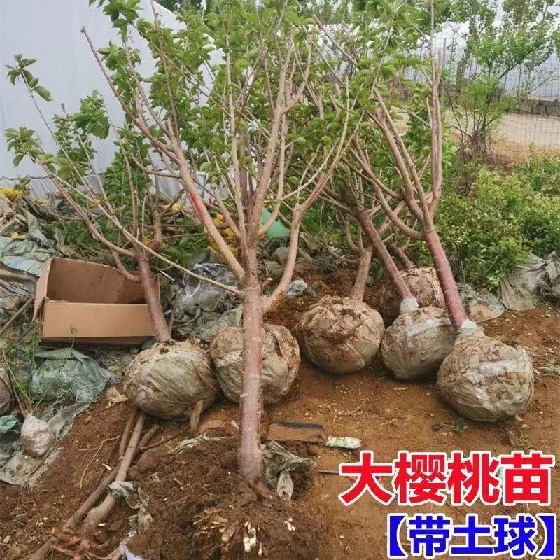智利车厘子樱桃苗，嫁接樱桃树苗品种保证，包成活，包邮