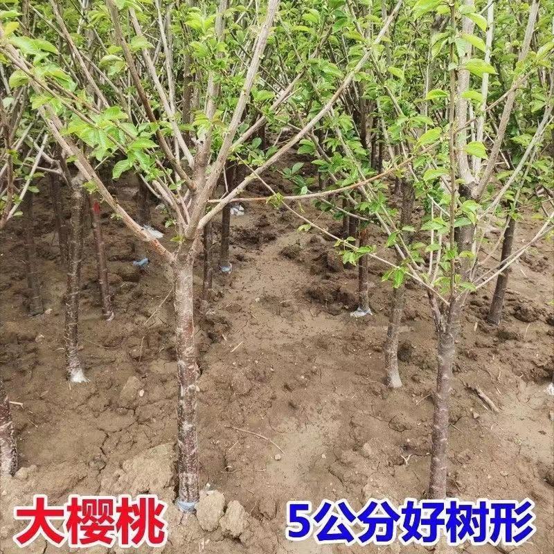 智利车厘子樱桃苗，嫁接樱桃树苗品种保证，包成活，包邮