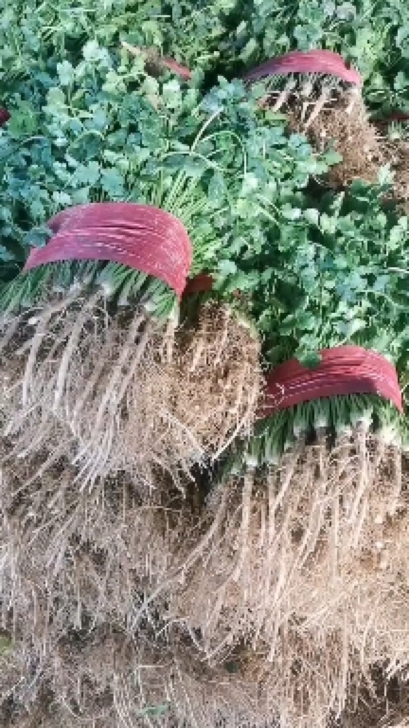 山东香菜，小叶精品香菜，质量好，货源充足，全国代发