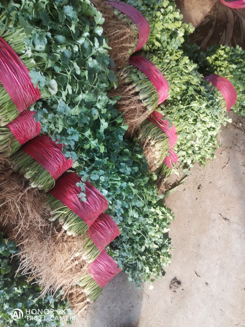 山东香菜，小叶精品香菜，质量好，货源充足，全国代发