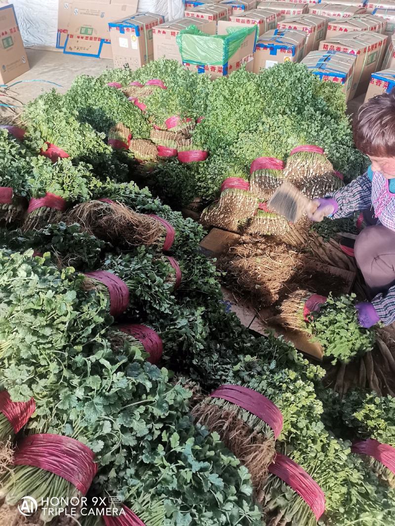 山东香菜，小叶精品香菜，质量好，货源充足，全国代发