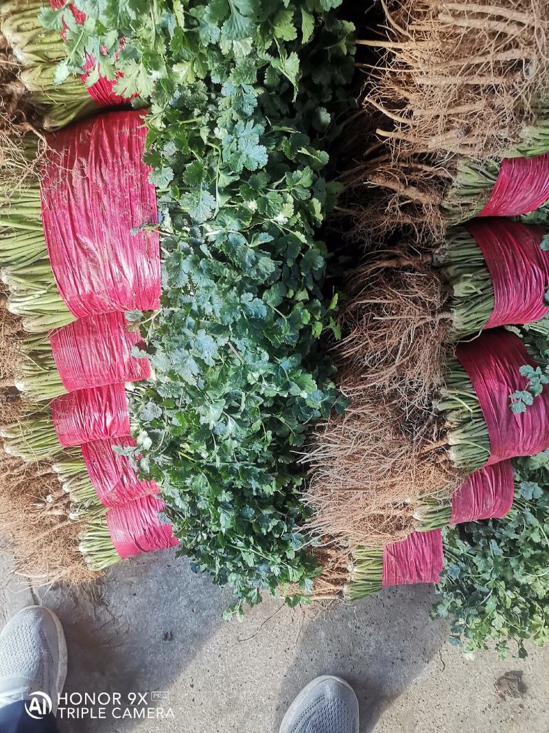 山东香菜，小叶精品香菜，质量好，货源充足，全国代发