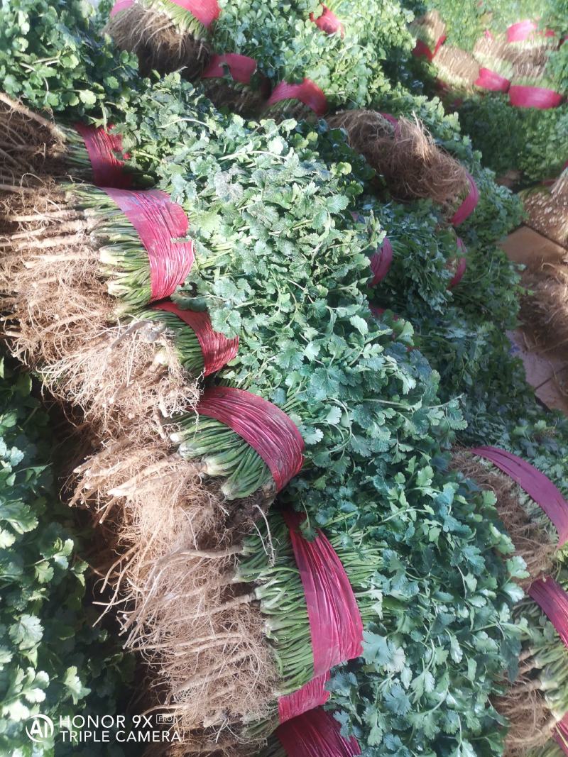山东香菜，小叶精品香菜，质量好，货源充足，全国代发
