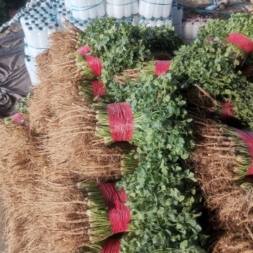山东香菜,小叶精品香菜,质量好,货源充足,全国代发