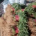 山东香菜,小叶精品香菜,质量好,货源充足,全国代发