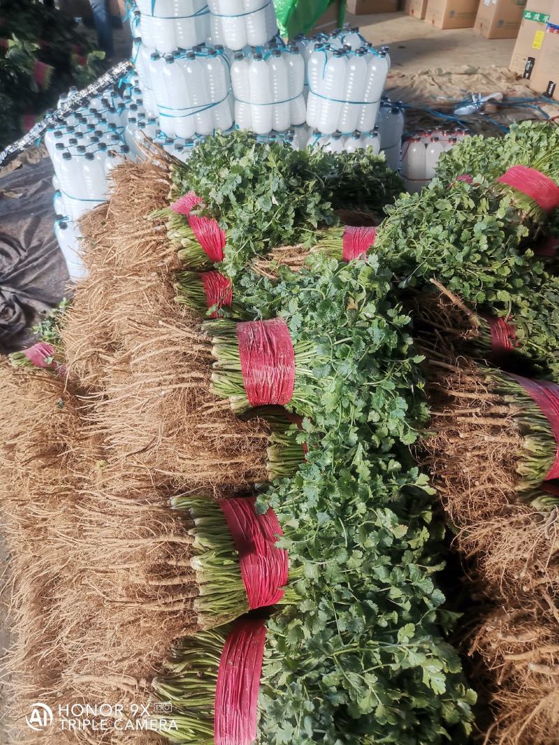 山东香菜，小叶精品香菜，质量好，货源充足，全国代发