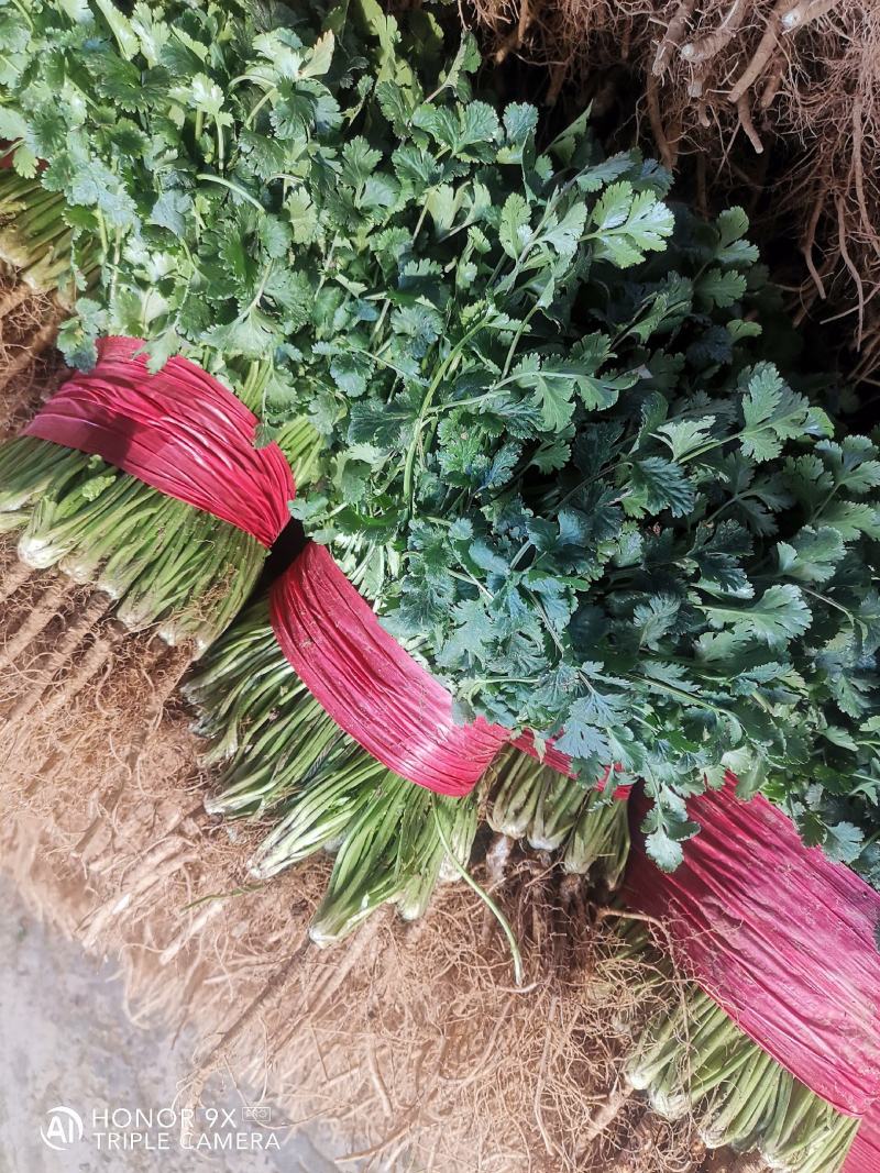 山东香菜，小叶精品香菜，质量好，货源充足，全国代发