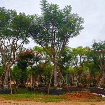 蓝花楹，成品树，20-40公分直径都有，一千余根树木。