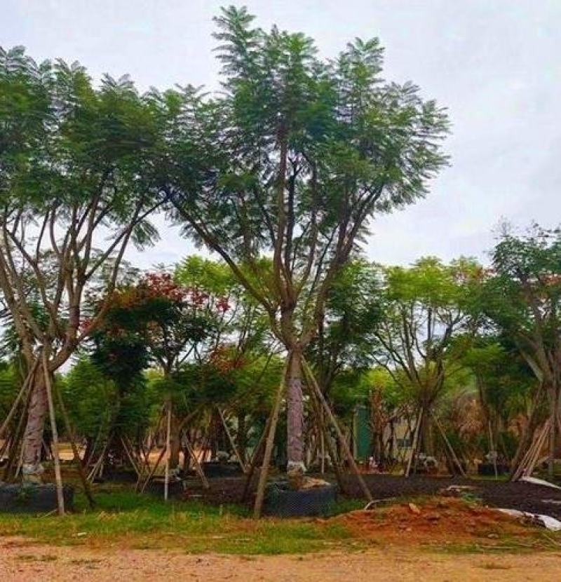 蓝花楹，成品树，20-40公分直径都有，一千余根树木。
