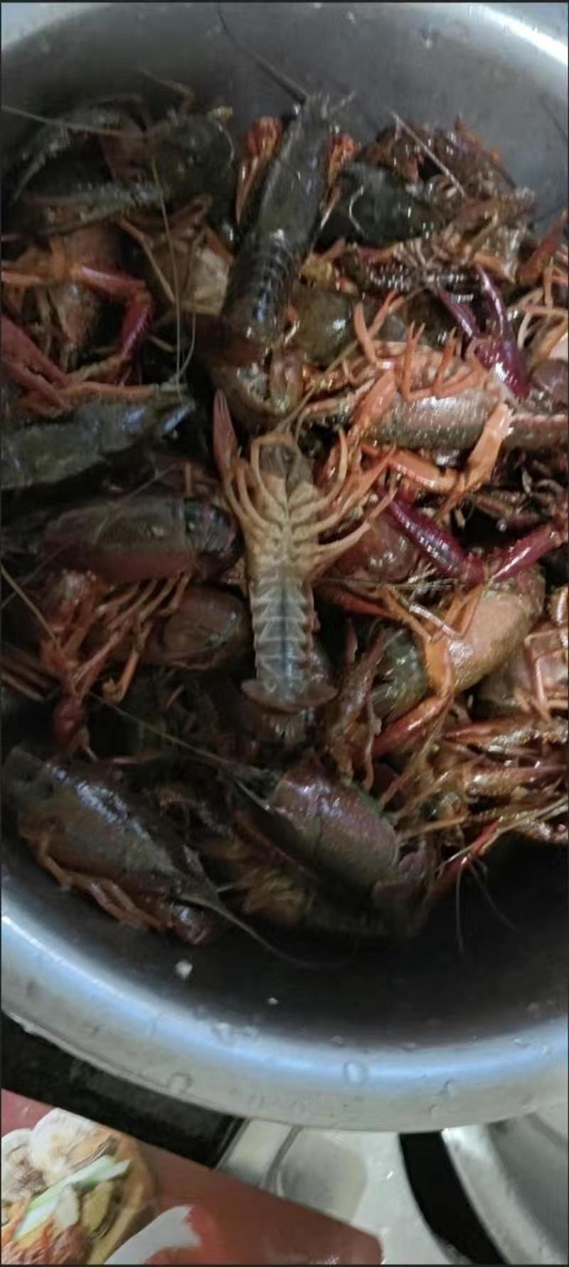 江苏泰州精品小龙虾，长期稳定供货，对接各级市场