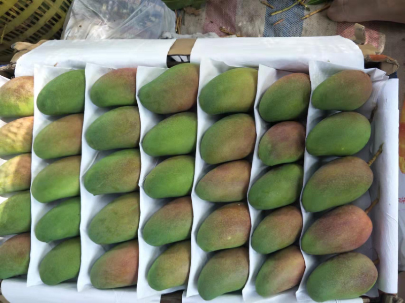 小台芒大量上市三亚产地直销商超品质货源充足量大