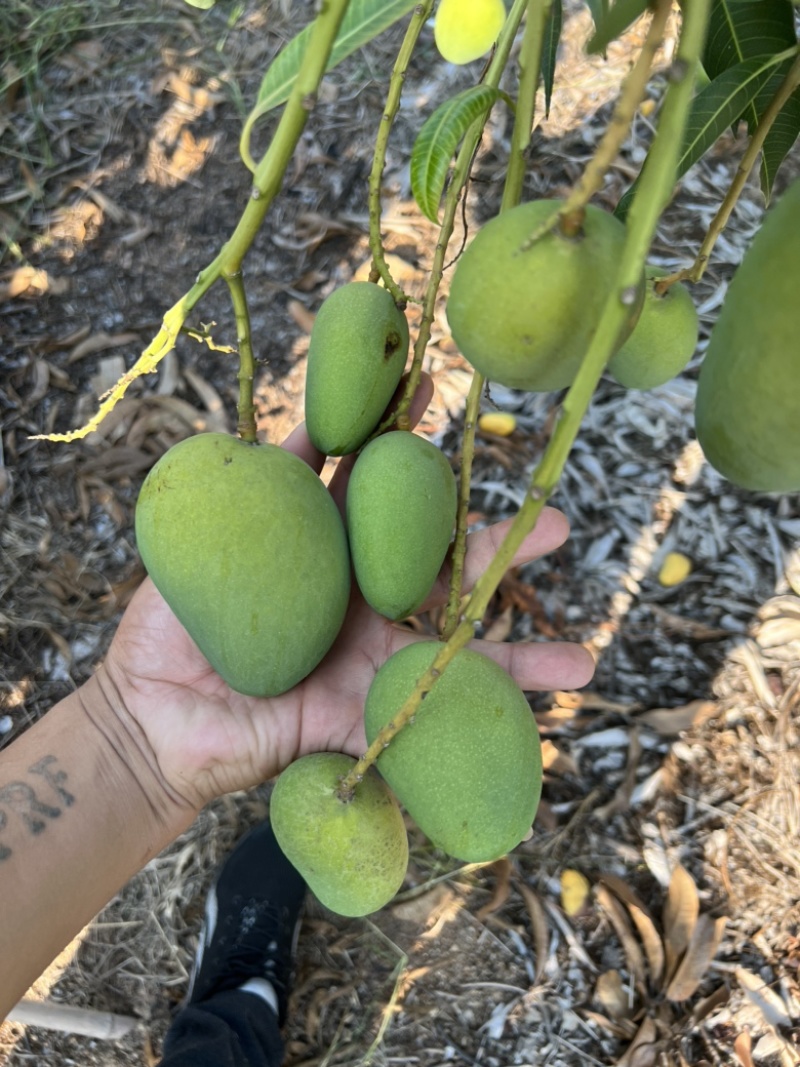 小台芒大量上市三亚产地直销商超品质货源充足量大