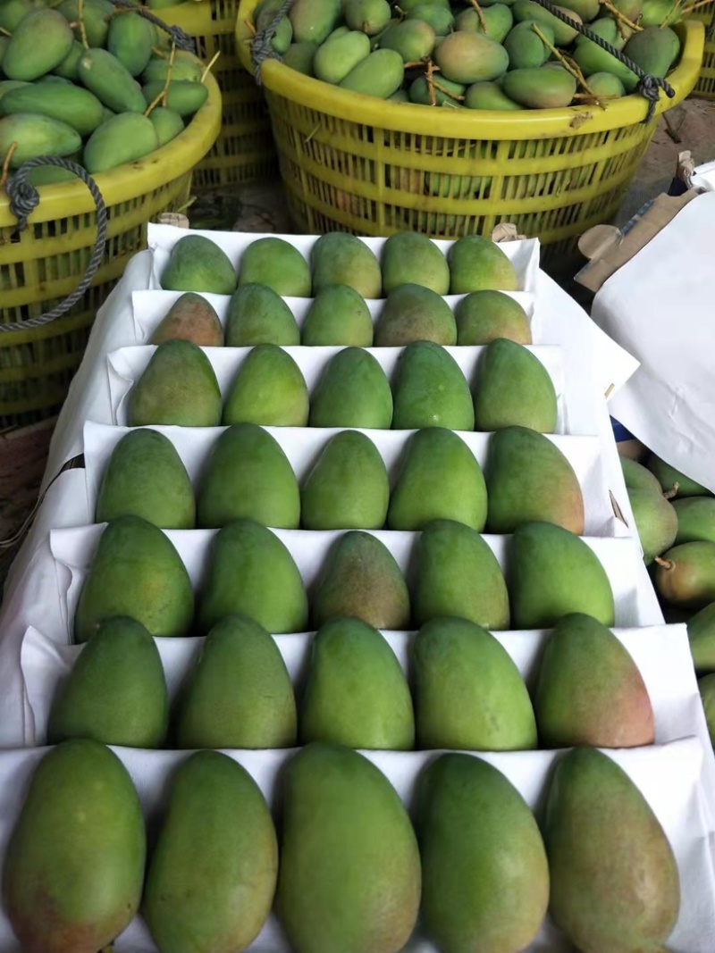 小台芒大量上市三亚产地直销商超品质货源充足量大