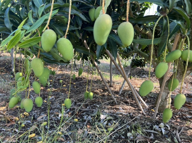 小台芒大量上市三亚产地直销商超品质货源充足量大