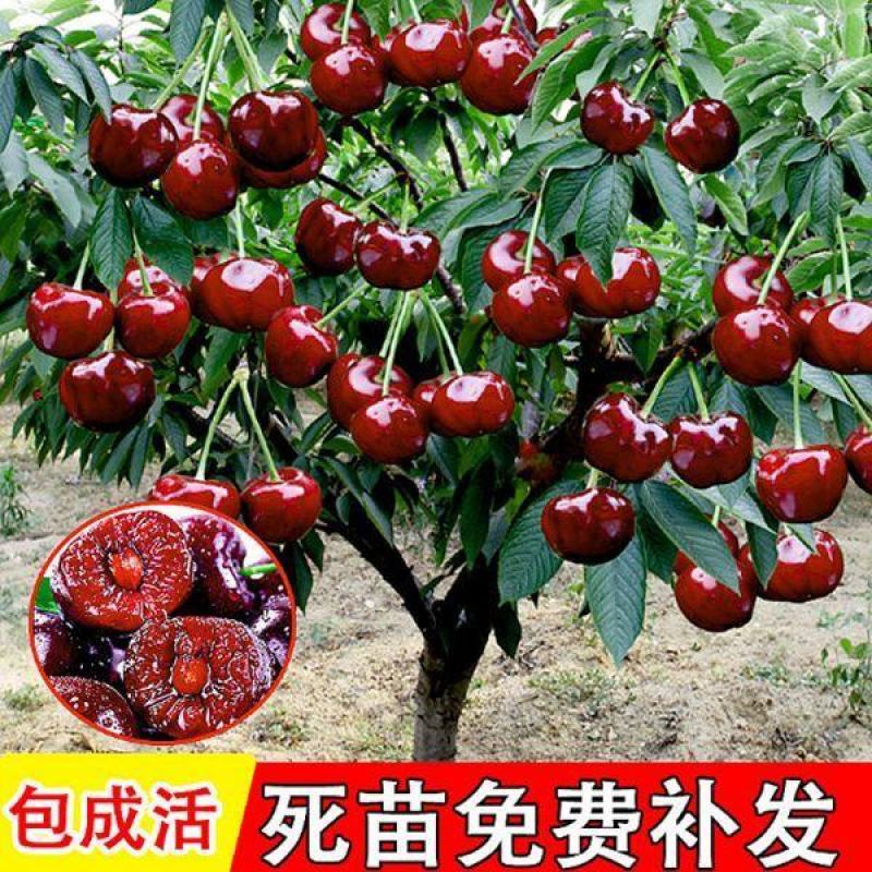 樱桃苗：俄罗斯8号樱桃苗，耐寒耐旱，口感及甜，，包活包品
