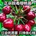 樱桃苗：俄罗斯8号樱桃苗，耐寒耐旱，口感及甜，，包活包品