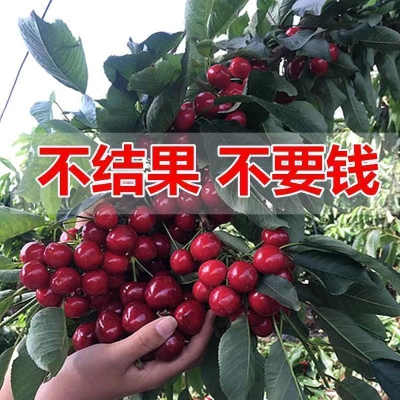 樱桃苗：俄罗斯8号樱桃苗，耐寒耐旱，口感及甜，，包活包品