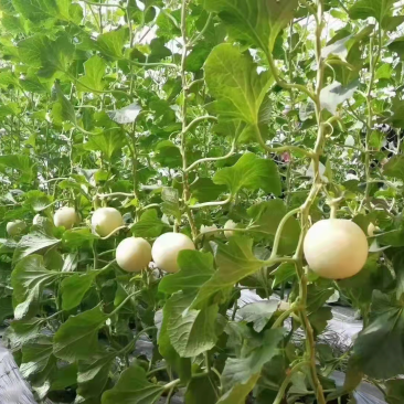 阎良温室大棚甜瓜，3月初上市