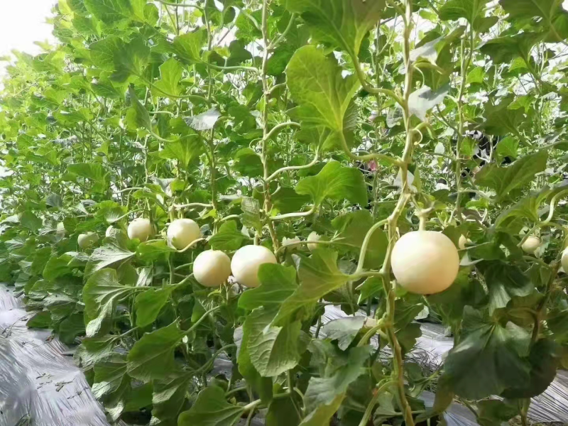 阎良温室大棚甜瓜，3月初上市