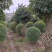 成都桂花花瓶、桂花造型、桂花编织、桂花花瓶价格