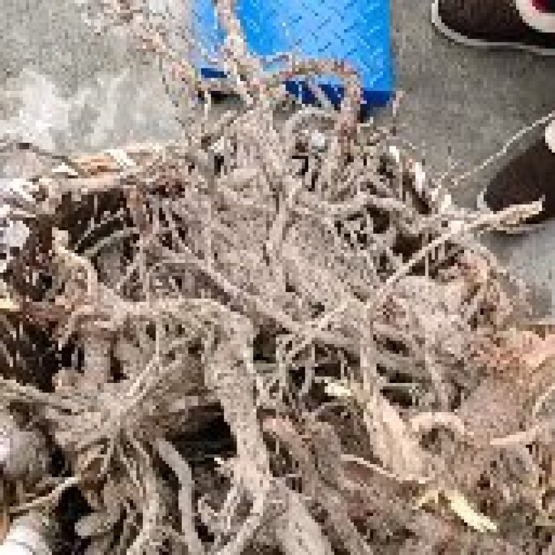 树地瓜根，木半夏、四月子、野樱桃、棠台、麦粒团、羊奶子、