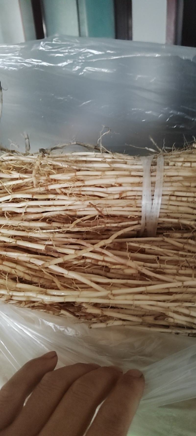 白茅根