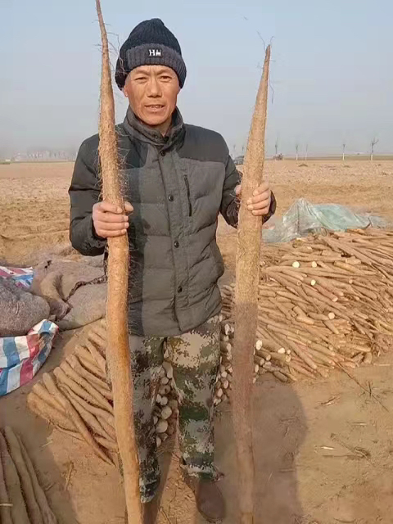 九斤黄山药，精品山药，产地直发量大从优欢迎致电