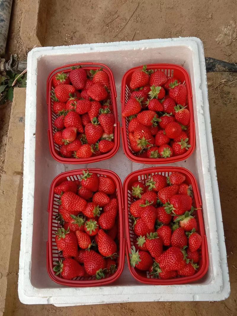 【推荐】优质草莓，红颜草莓一手货源全国发货，量大从优