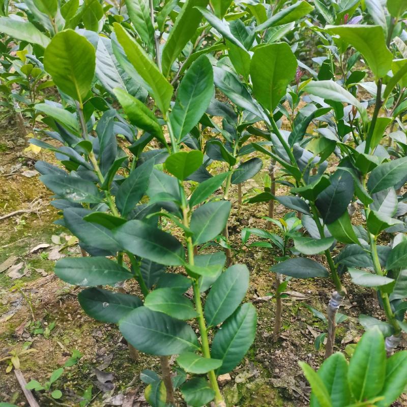 广东无籽香水柠檬苗嫁接苗地苗打泥球杯苗供应