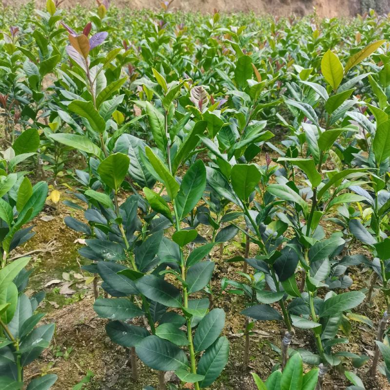 广东无籽香水柠檬苗嫁接苗地苗打泥球杯苗供应